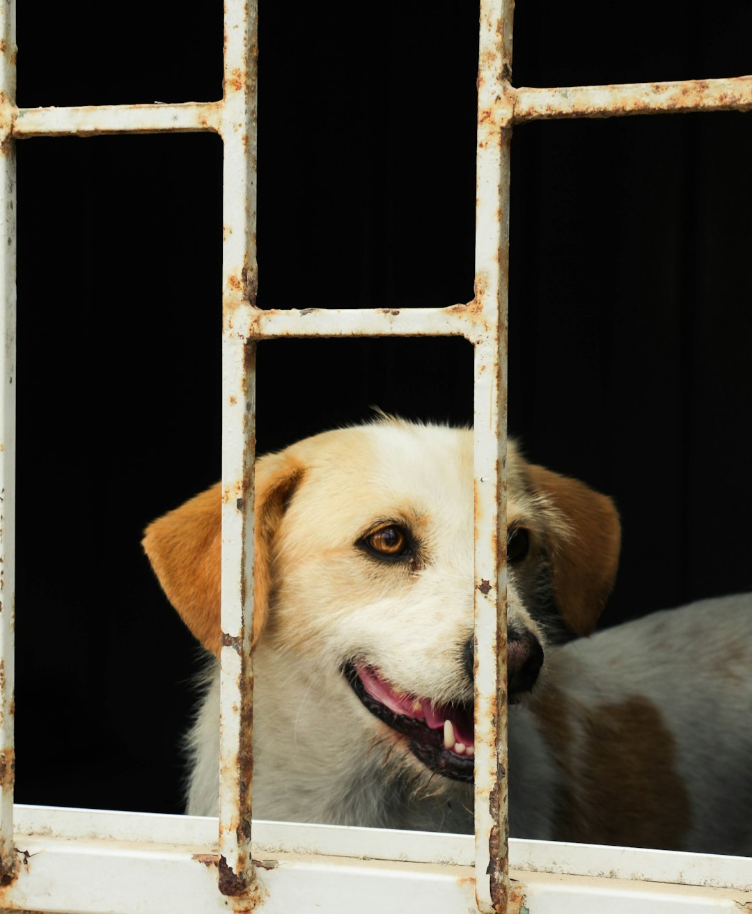 white and brown short coated dog