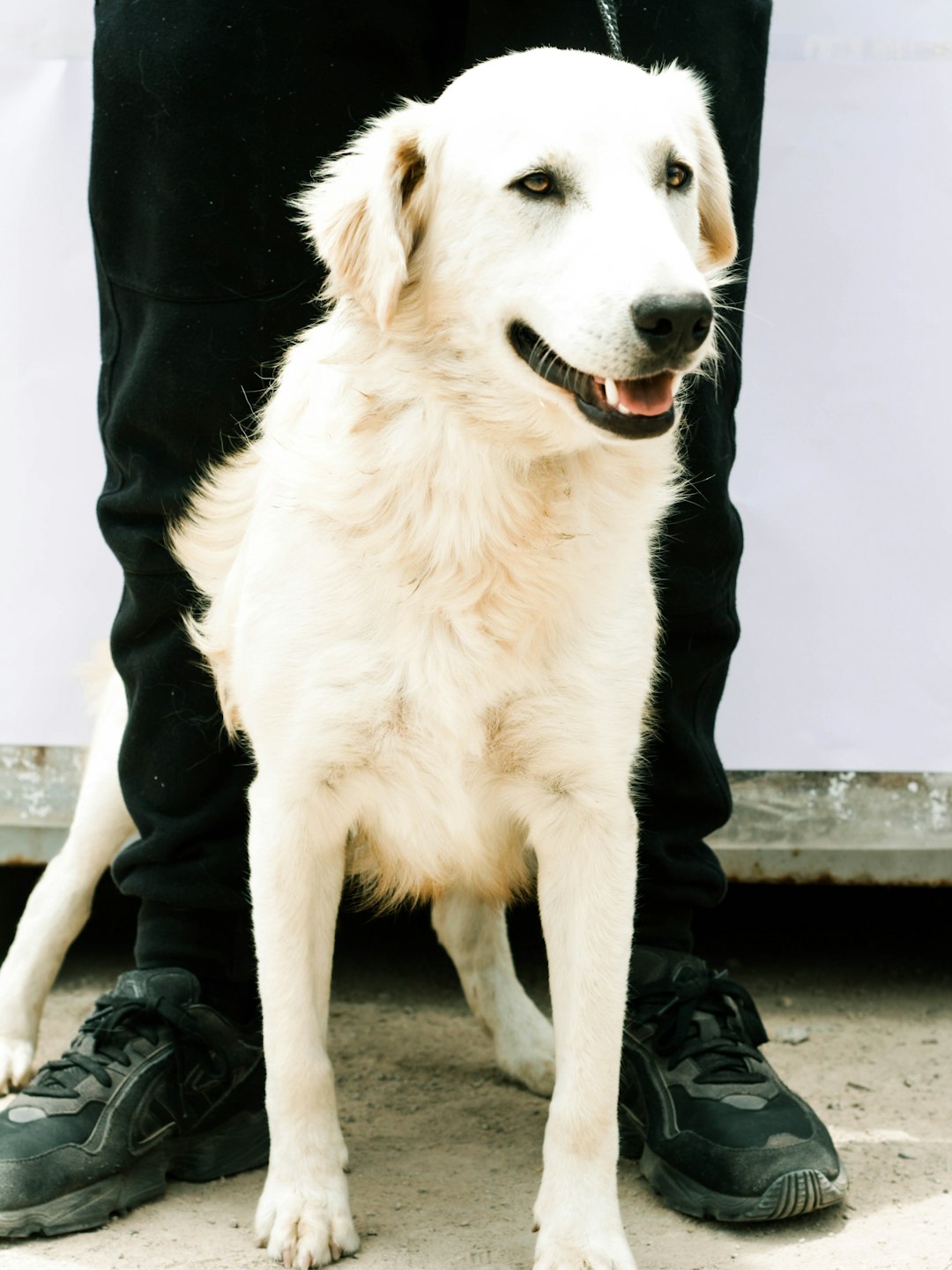 person in black pants and black boots standing beside white short coated dog