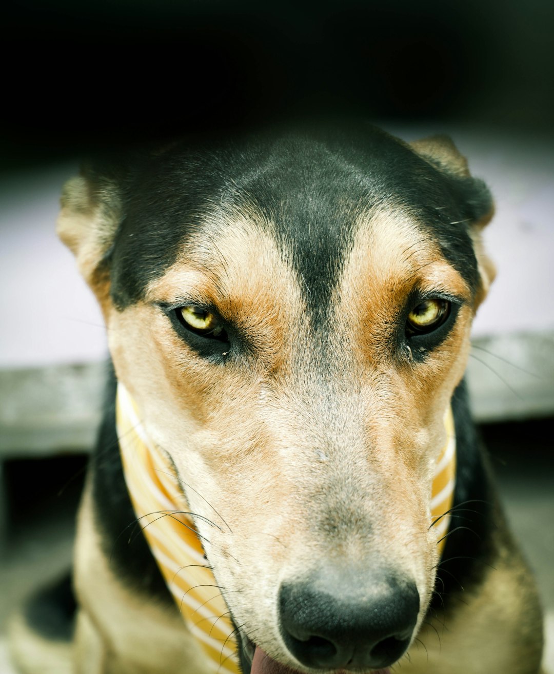 black and brown short coated dog