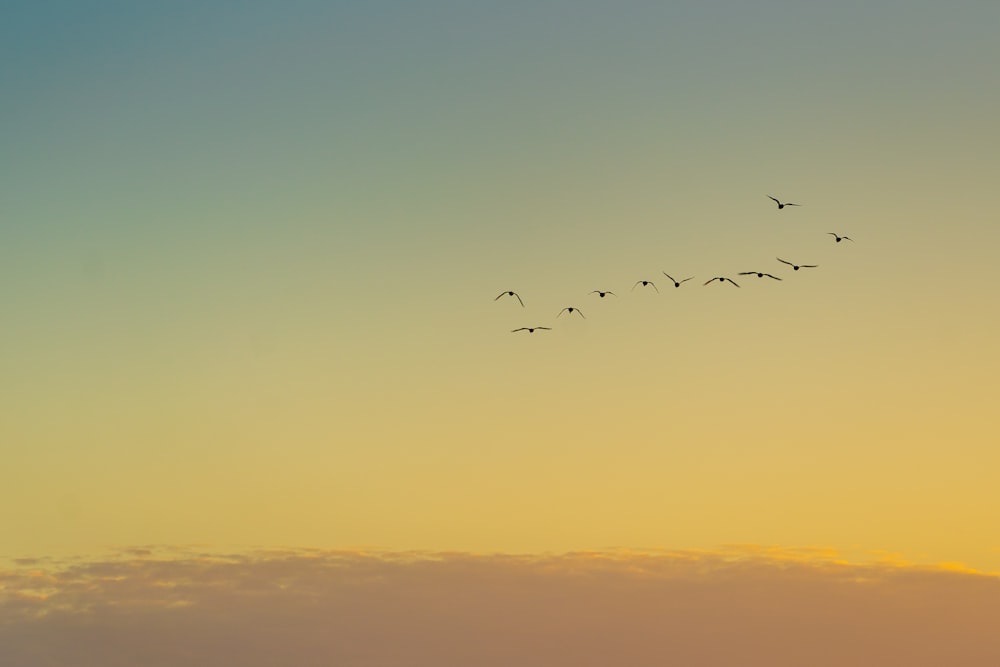 oiseaux volant au-dessus des nuages au coucher du soleil