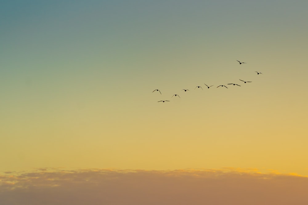 夕暮れ時に雲の上を飛ぶ鳥たち