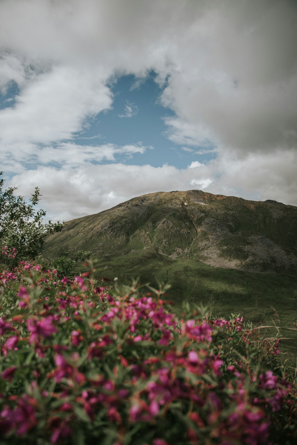 purple flowers near green mountain under white clouds and blue sky during daytime