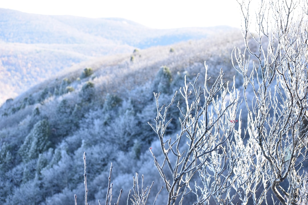 brown grass on brown field during daytime, Ice covers all the trees on top of Stoney Man Mountain in Shenandoah National Park.