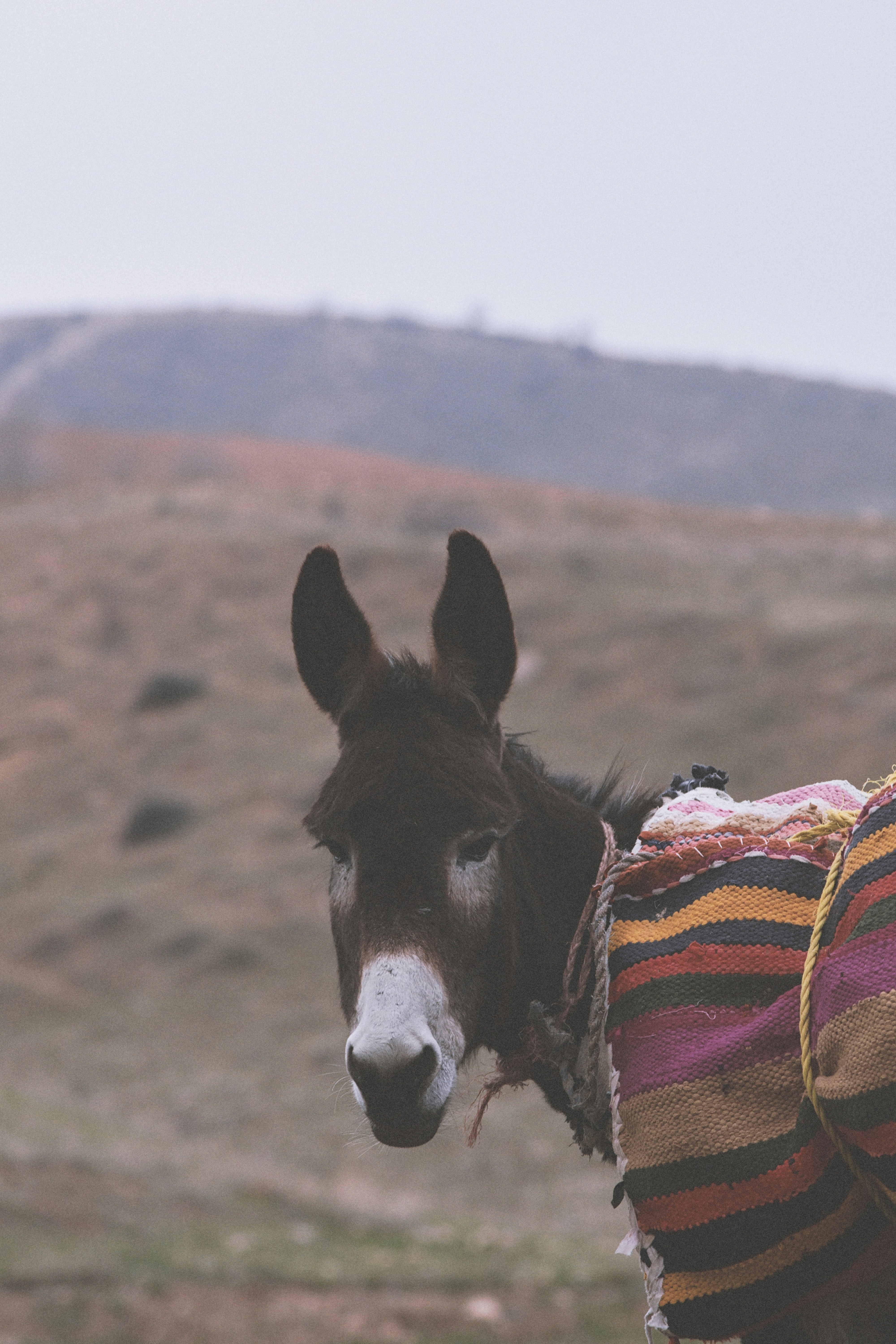 Passionate photographers have captured the most gorgeous animals in the world in their natural habitats and shared them with Unsplash. Now you can use these photos however you wish, for free!