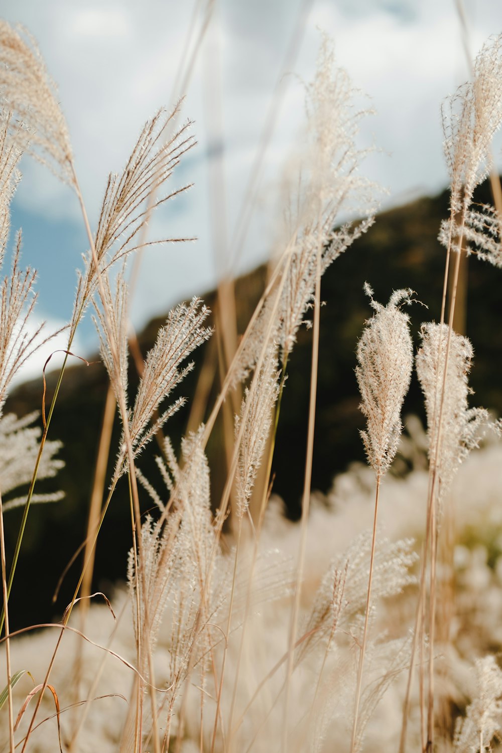 brown wheat field during daytime