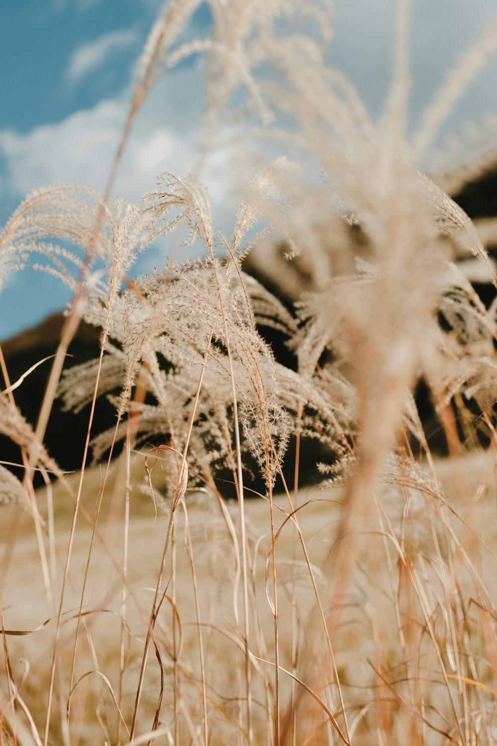 brown grass in close up photography