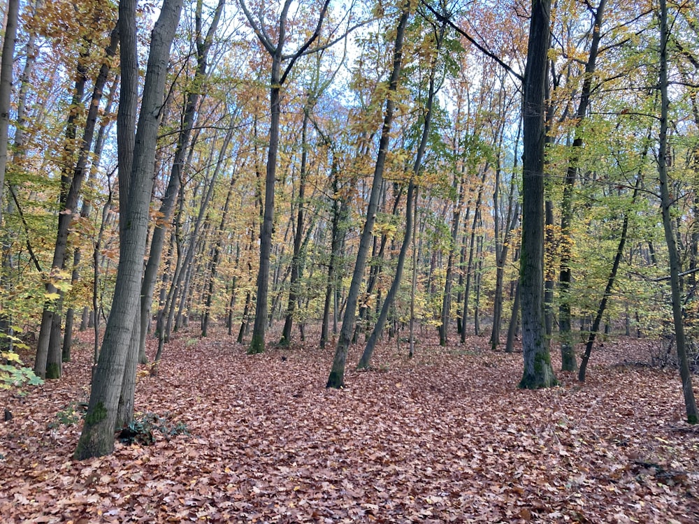 brown trees on brown leaves