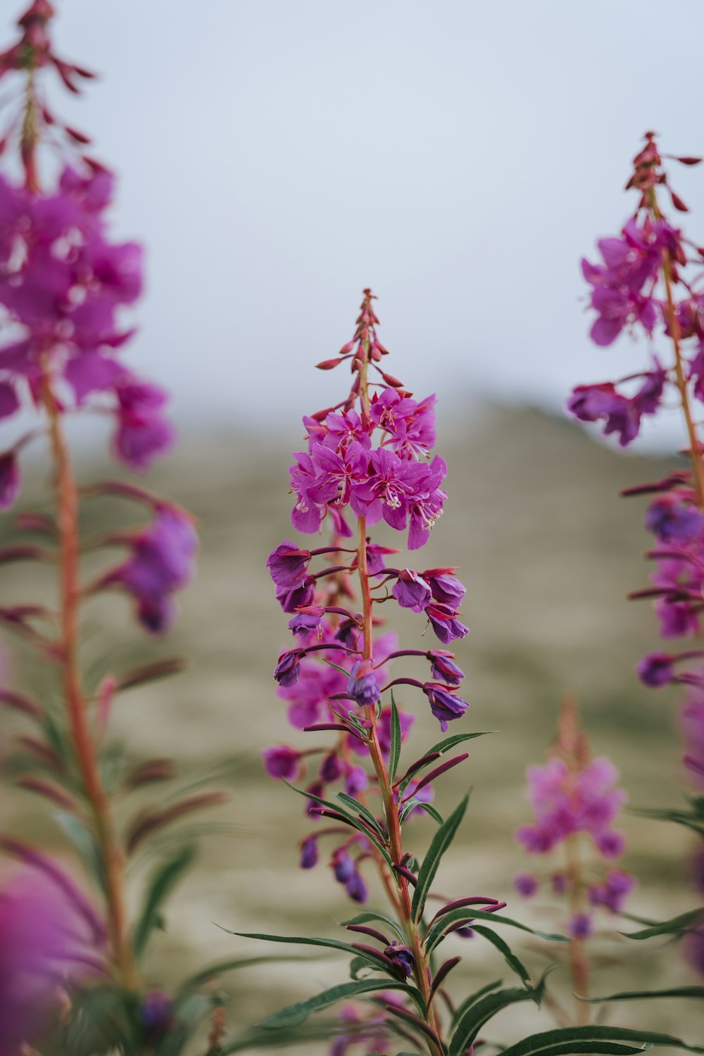 purple flower in tilt shift lens