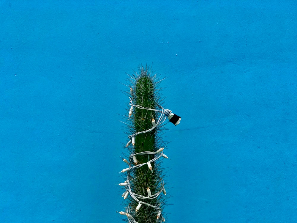 green cactus plant on blue background