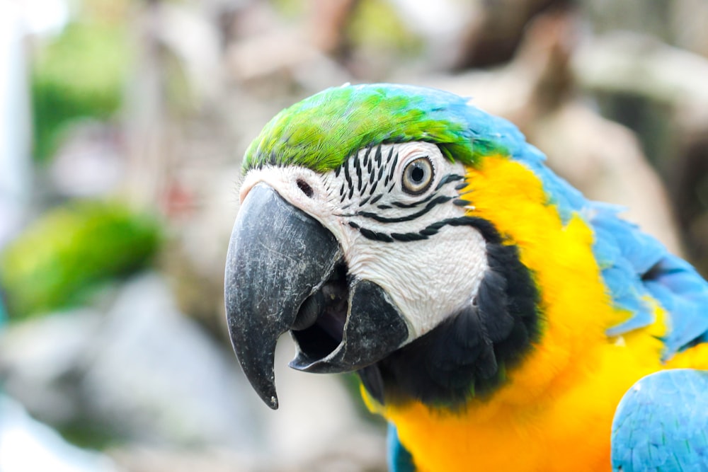 blue green and yellow macaw