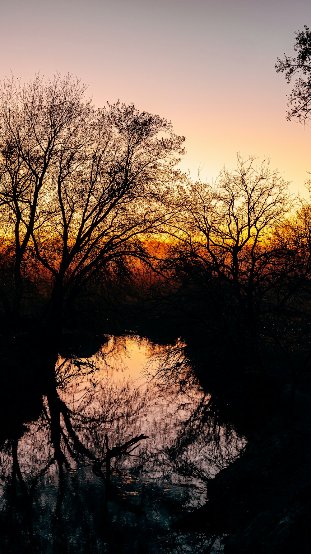 brown trees beside body of water during sunset