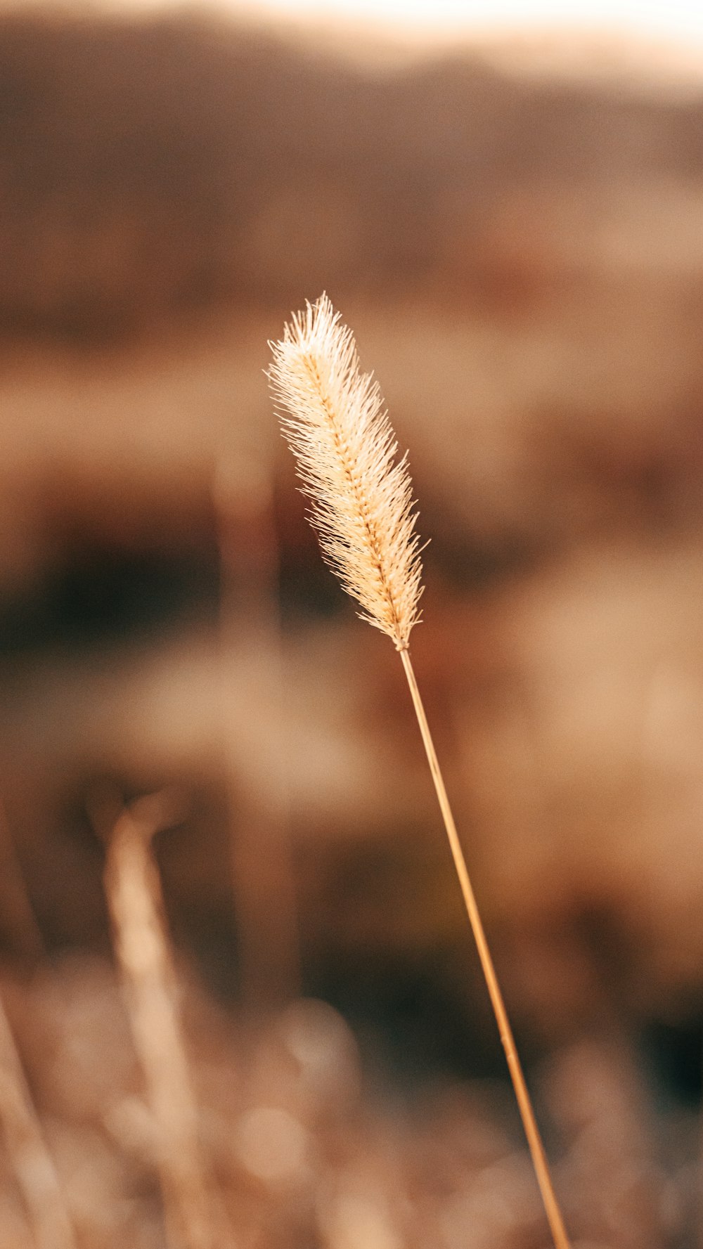 white and brown feather in close up photography