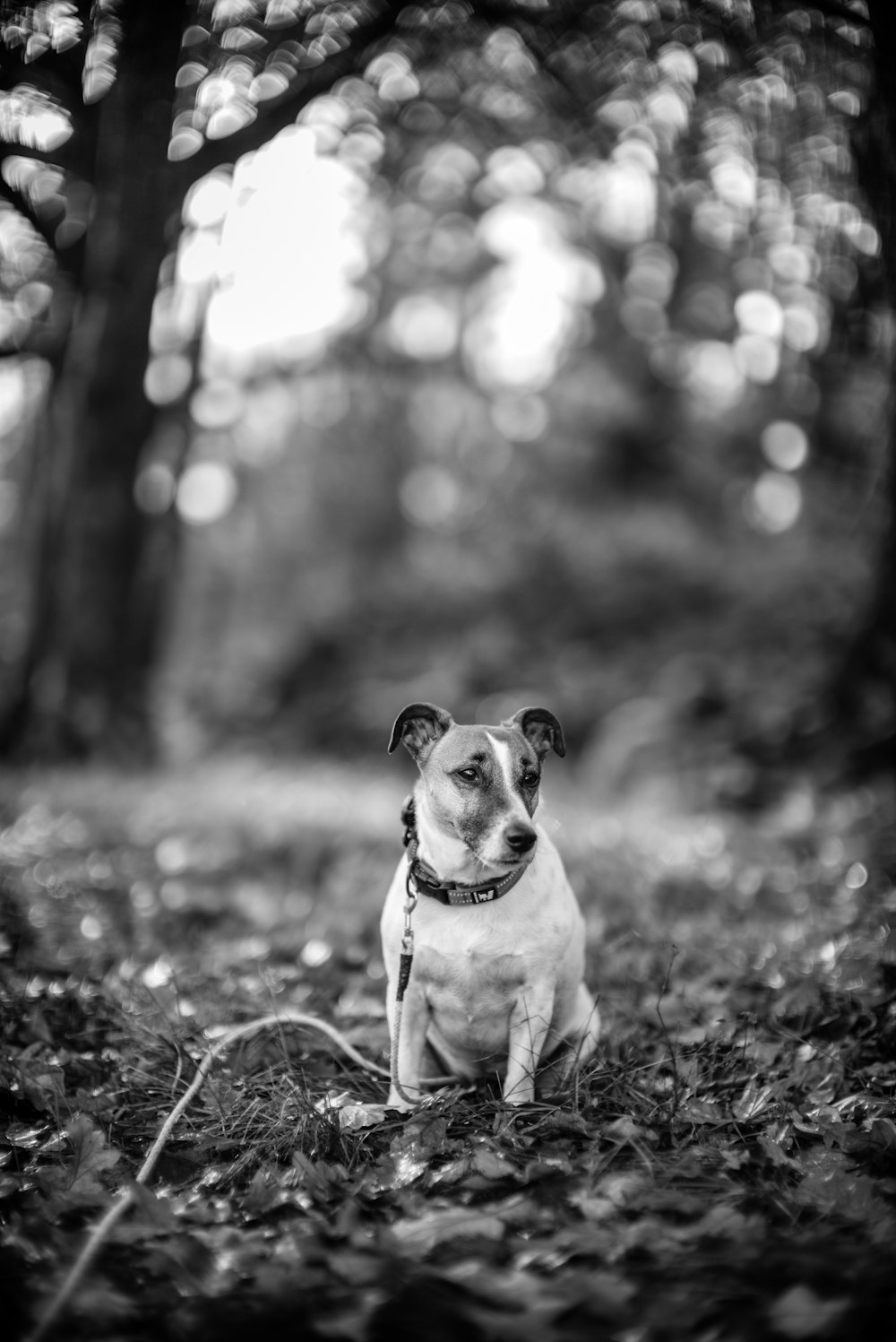 grayscale photo of short coated dog sitting on grass field