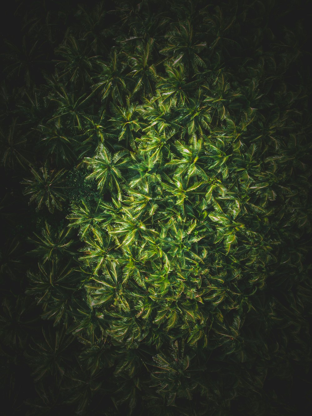 green leaves plant during night time