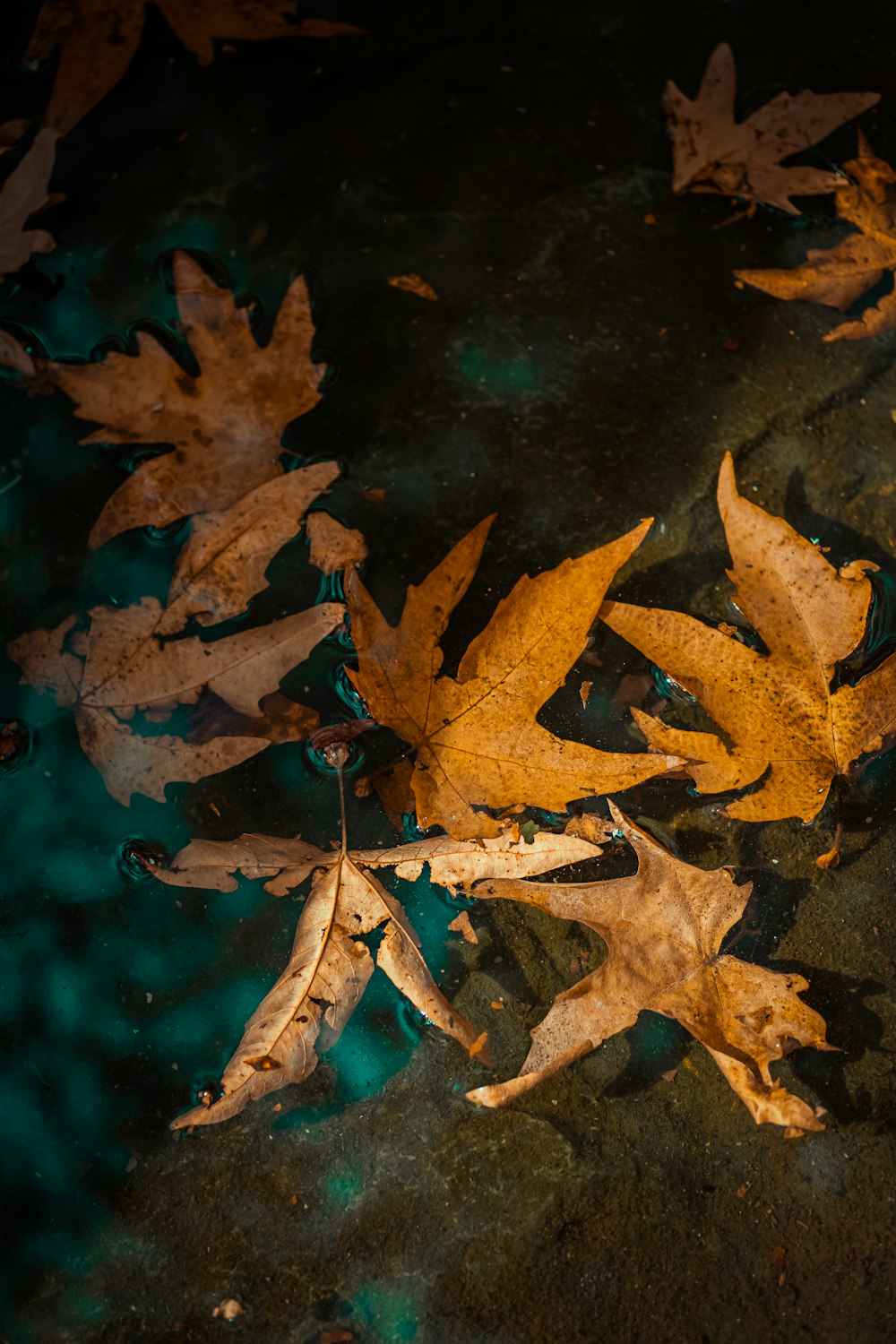 brown maple leaf on water