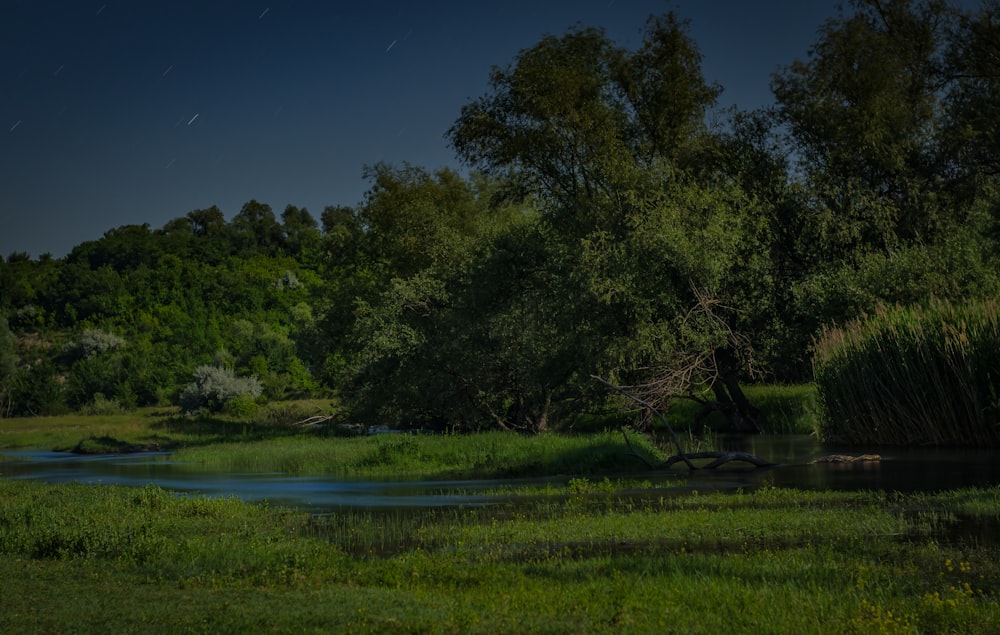 green trees beside river during daytime