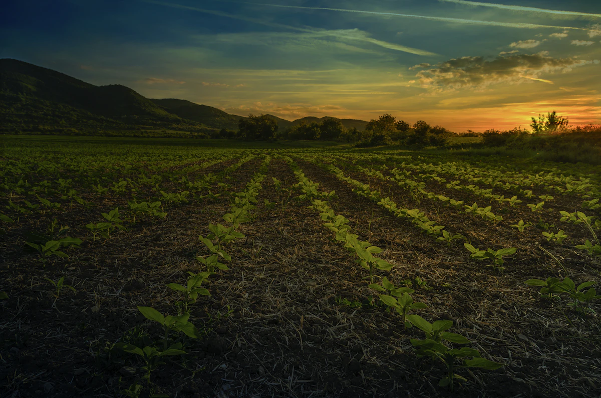 Rows of crops in a field at sunrise