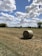 Photo of fresh round hay bales stacked neatly in a sunlit field.