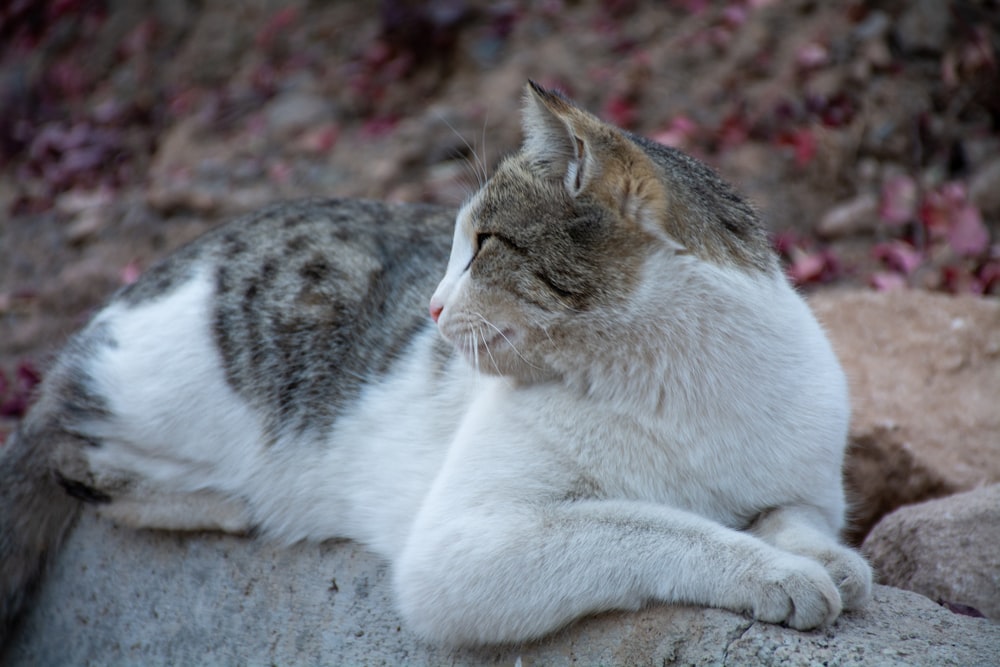 white and brown tabby cat