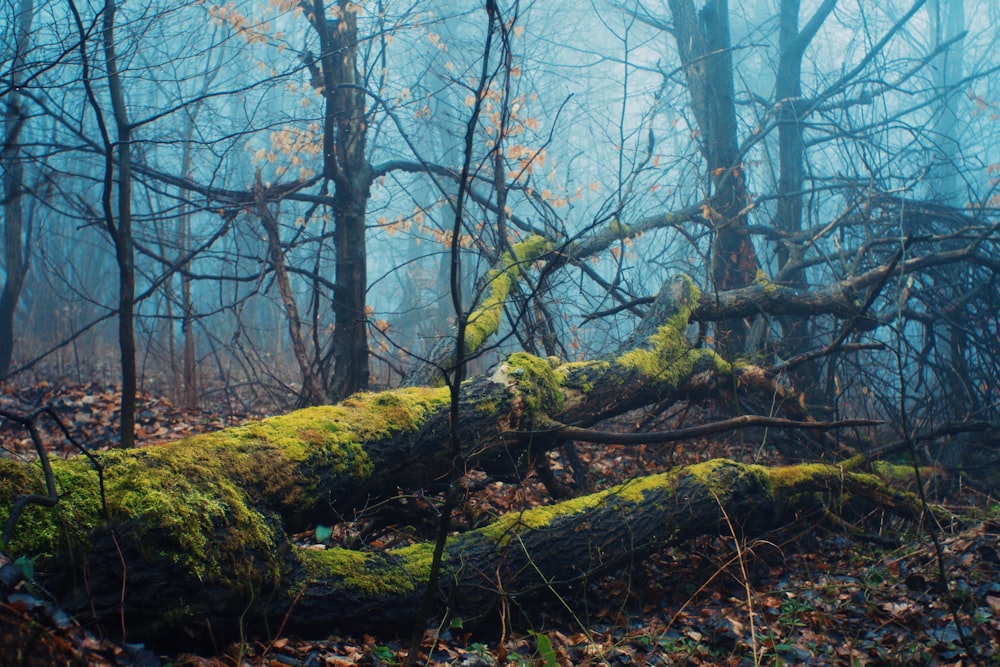 brown tree trunk on forest during daytime