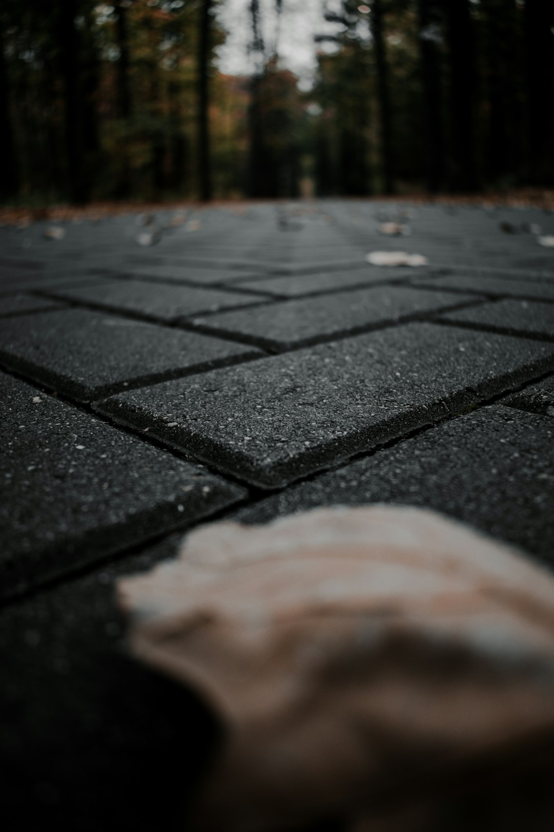 brown dried leaf on black concrete pavement