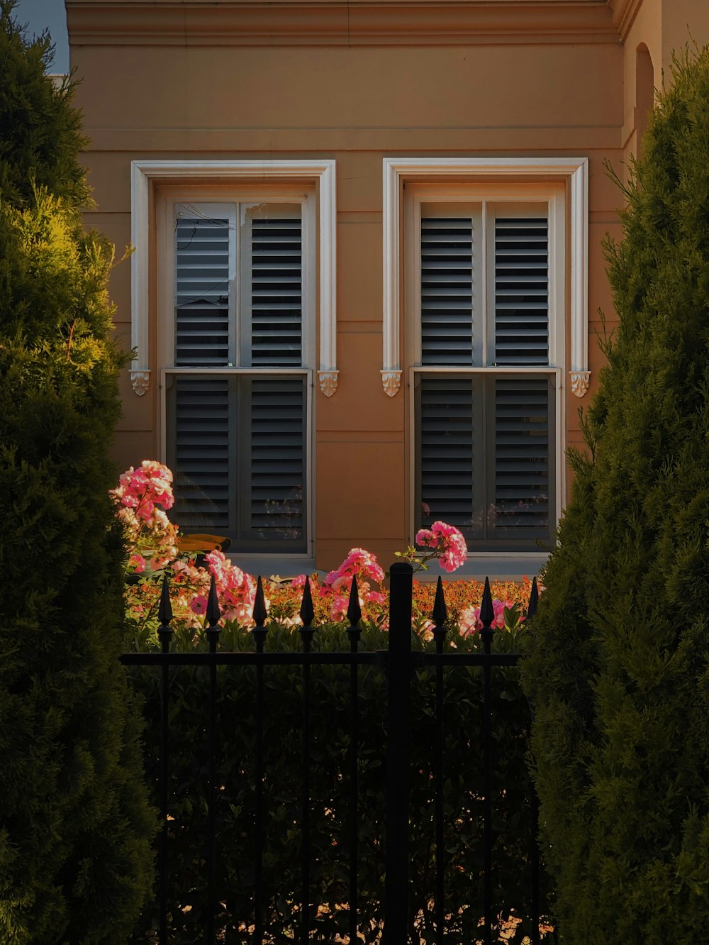 pink flowers in front of brown wooden window