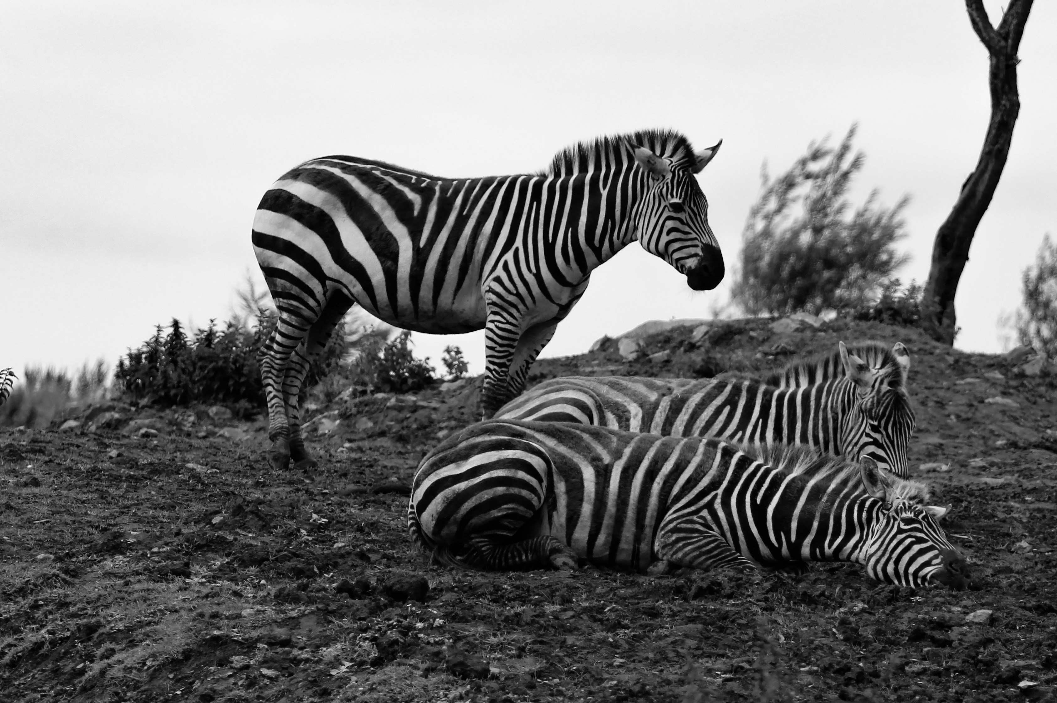 grayscale photo of zebra on grass field