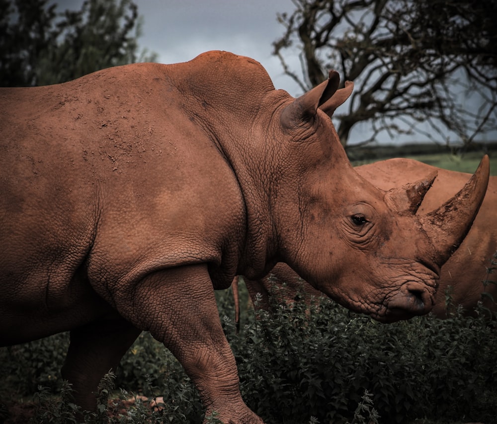 brown rhinoceros on green grass field during daytime