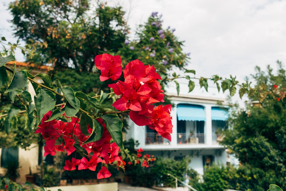 red flower in front of white house