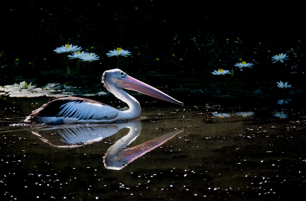 white pelican on water during daytime