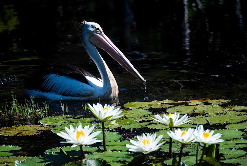 weiße und gelbe Blüten auf dem Wasser