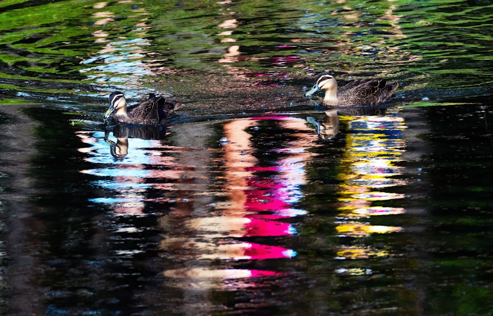 black duck on water during daytime