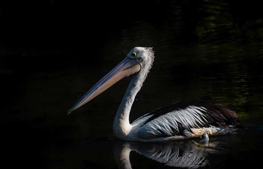 white pelican on body of water during daytime