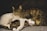 Three cats are sleeping closely together, with one adult cat and two kittens. The cats have various patterns, with the adult cat having a striped, tabby coat and the kittens having a mix of white and tabby patches. They all appear to be lying on a soft, gray surface, with a darker background.