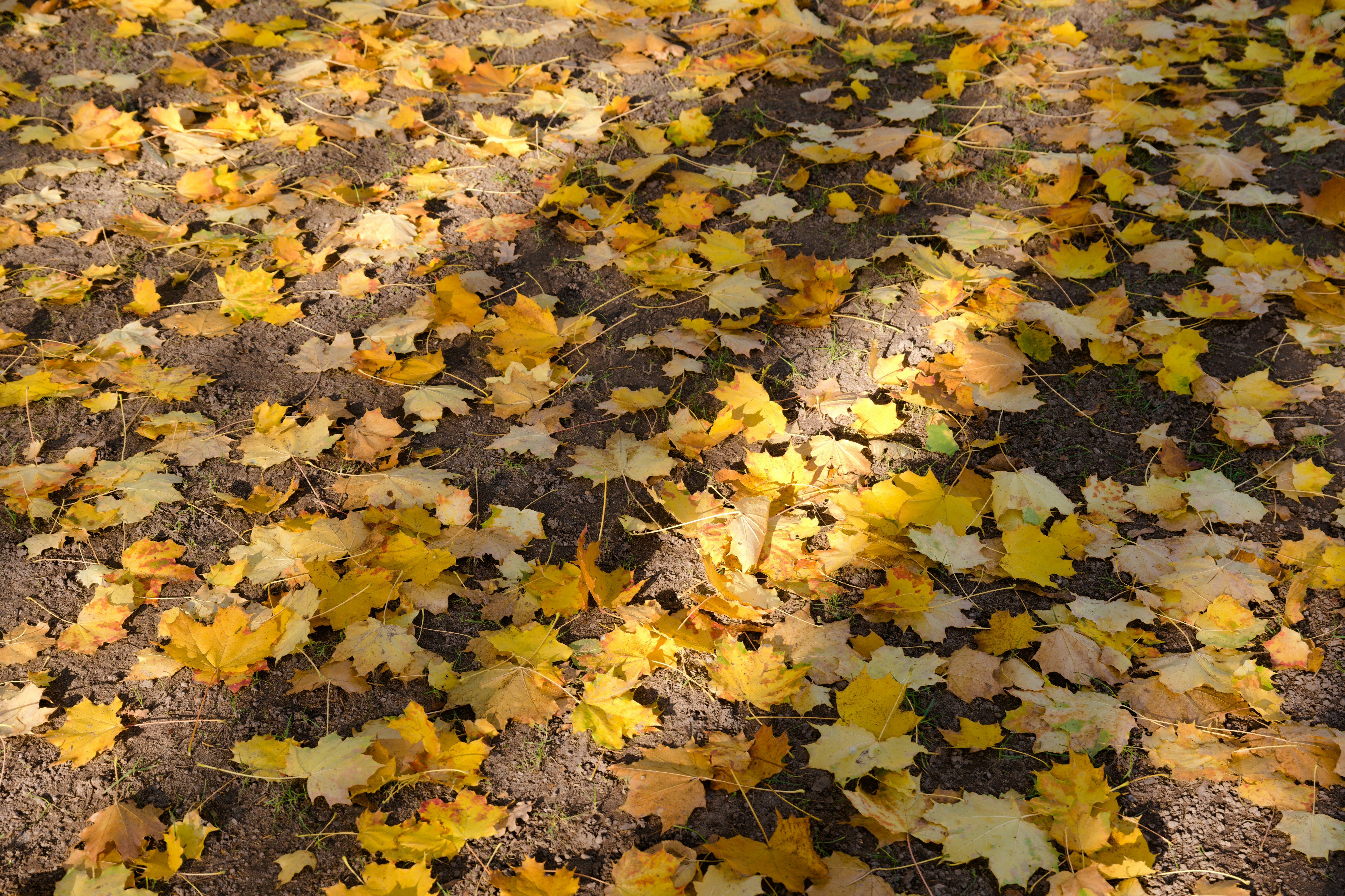 Photo by trisolarian