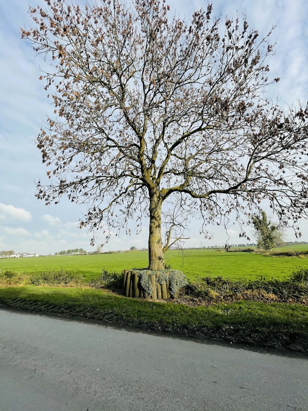 leafless tree on green grass field near river during daytime