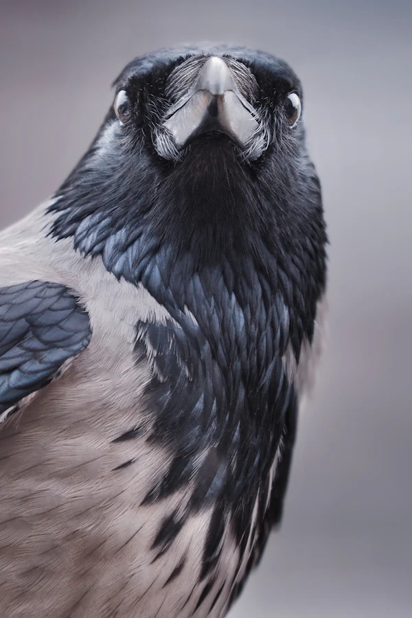 Sample bird 1