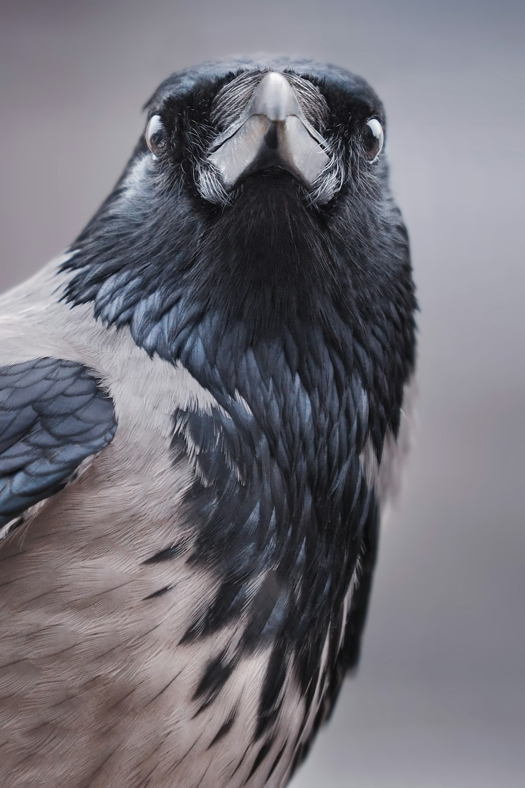  blue and white bird on persons hand crow