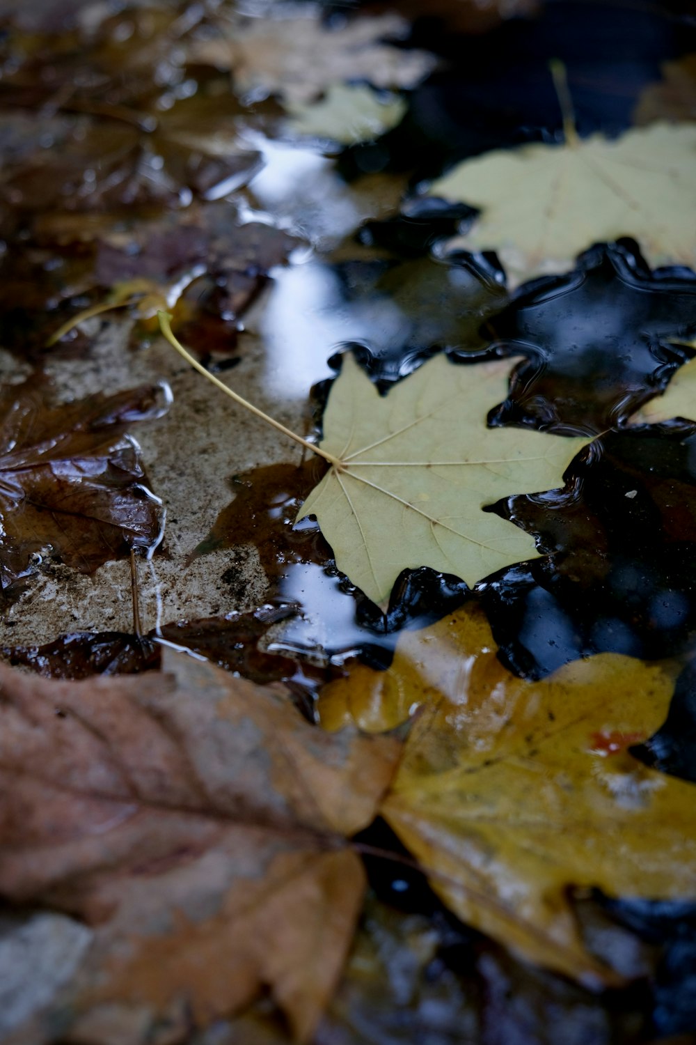 brown dried leaf on water