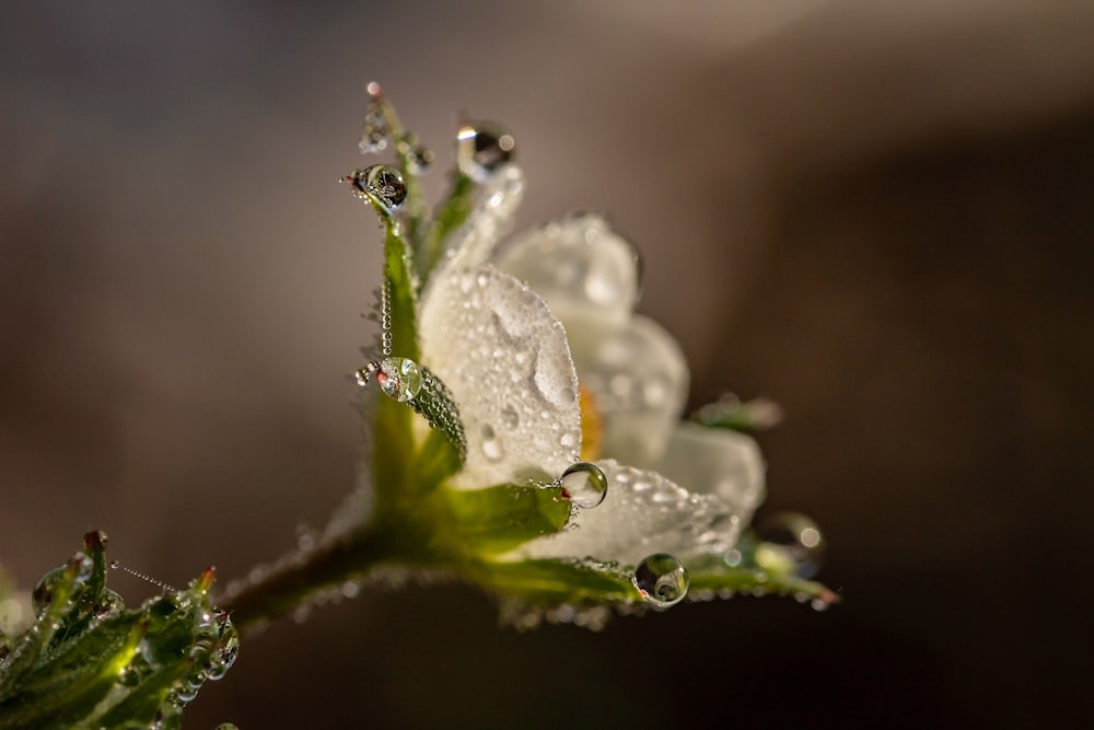 water droplets on green plant