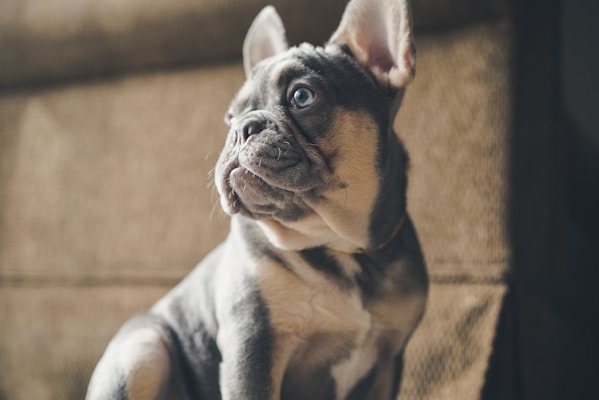 A French Bulldog with a brindle coat is sitting indoors, looking to the side with its ears perked up. The lighting casts a soft shadow on the textured beige background, highlighting the dog's curious and attentive expression.