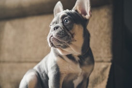 A French Bulldog with a brindle coat is sitting indoors, looking to the side with its ears perked up. The lighting casts a soft shadow on the textured beige background, highlighting the dog's curious and attentive expression.