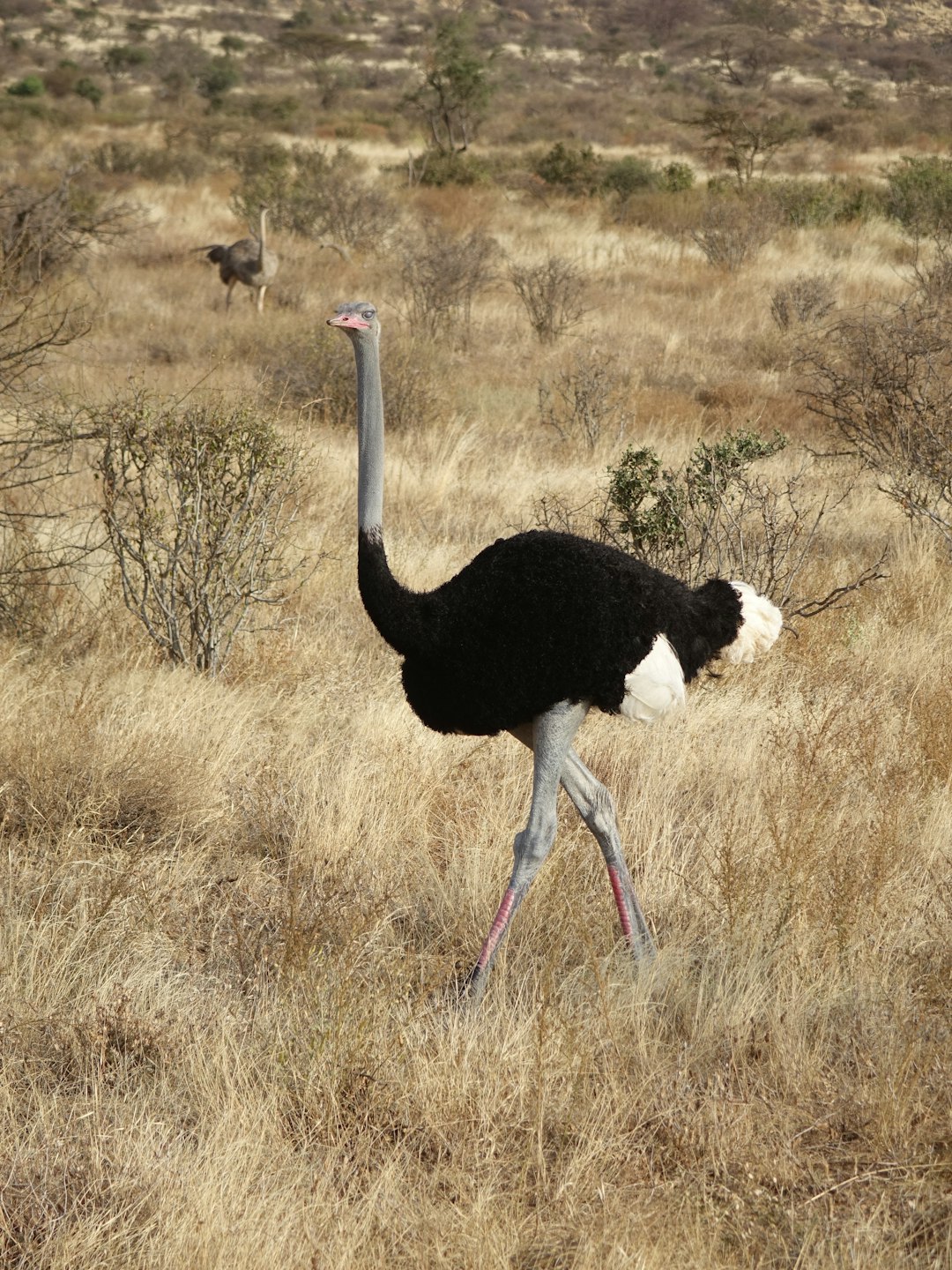  black and white ostrich on brown grass field during daytime ostrich