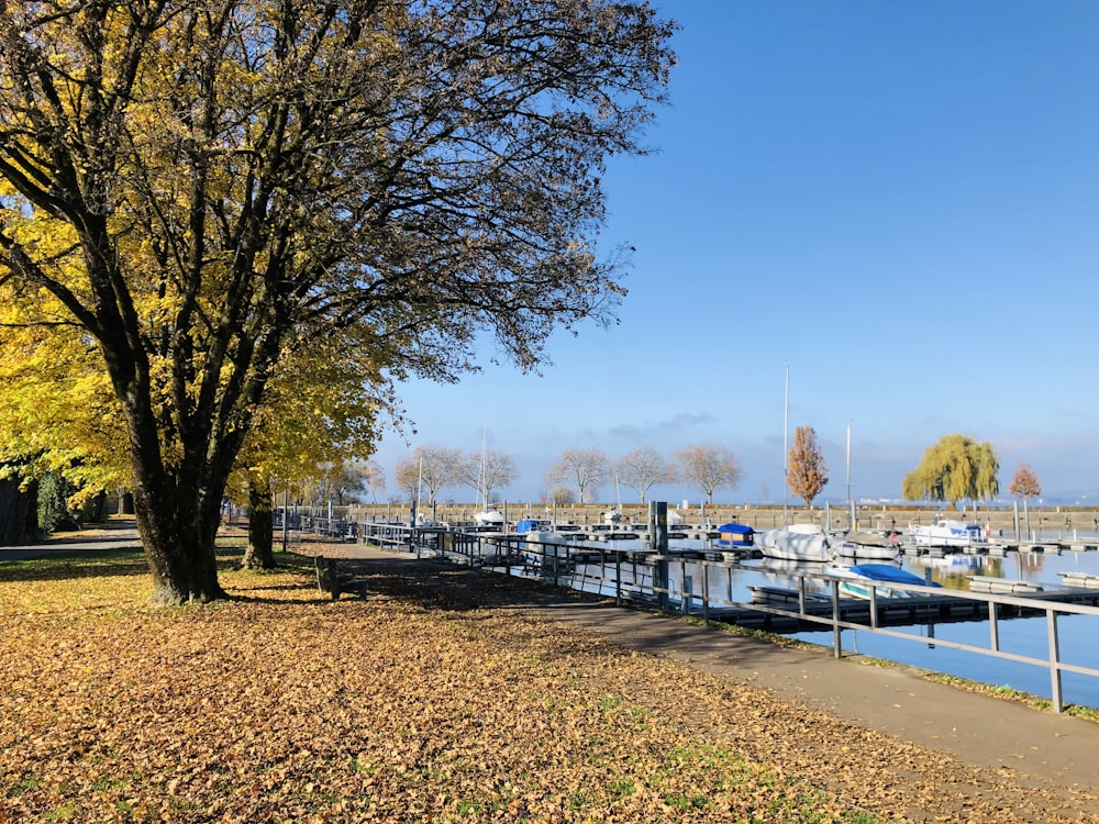 white and blue boat on dock during daytime