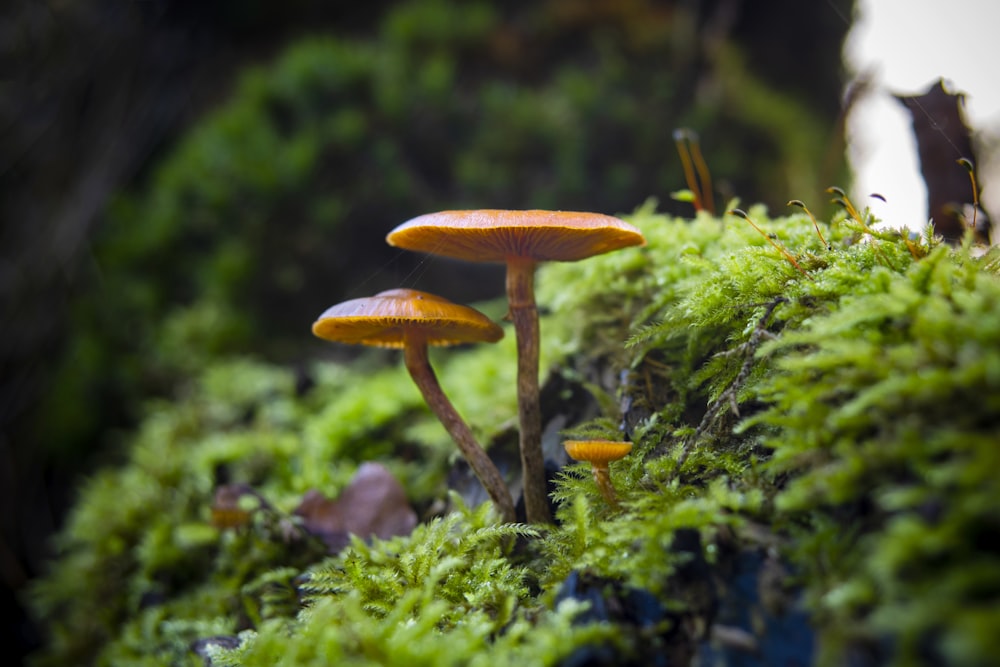 brown mushroom on green grass during daytime