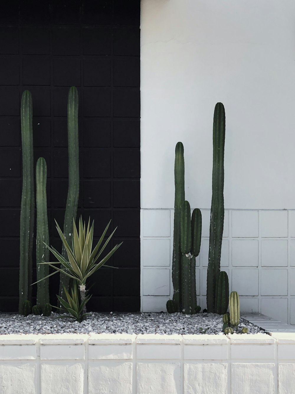 green cactus plant beside white wall
