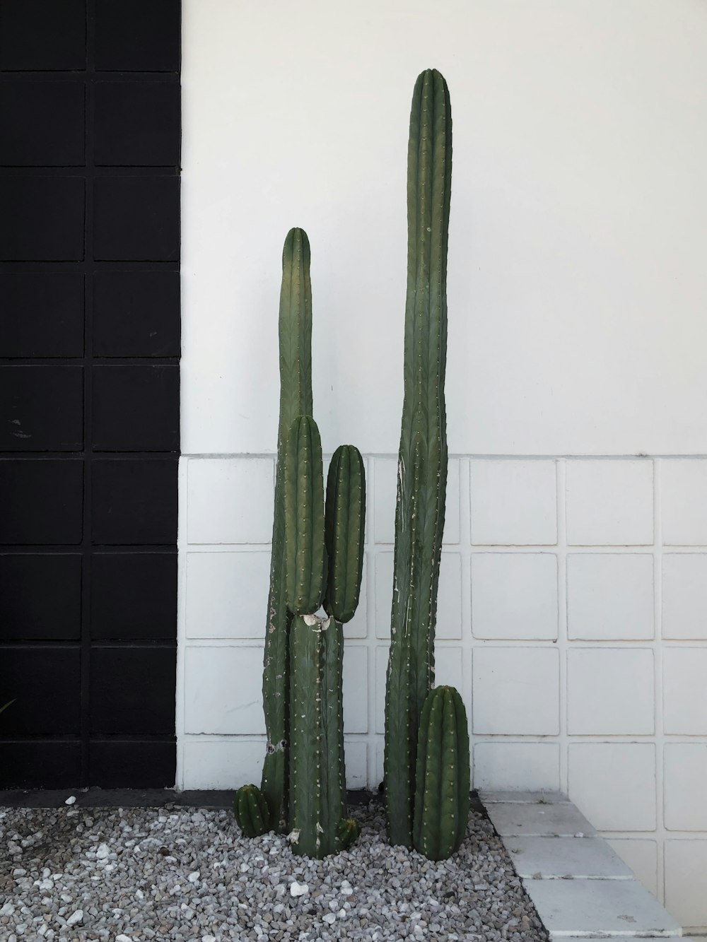 green cactus plant on white ceramic tiles