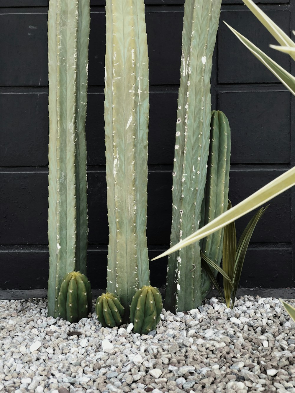 green cactus plant on brown soil