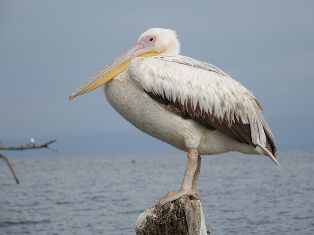 white pelican on rock near body of water during daytime