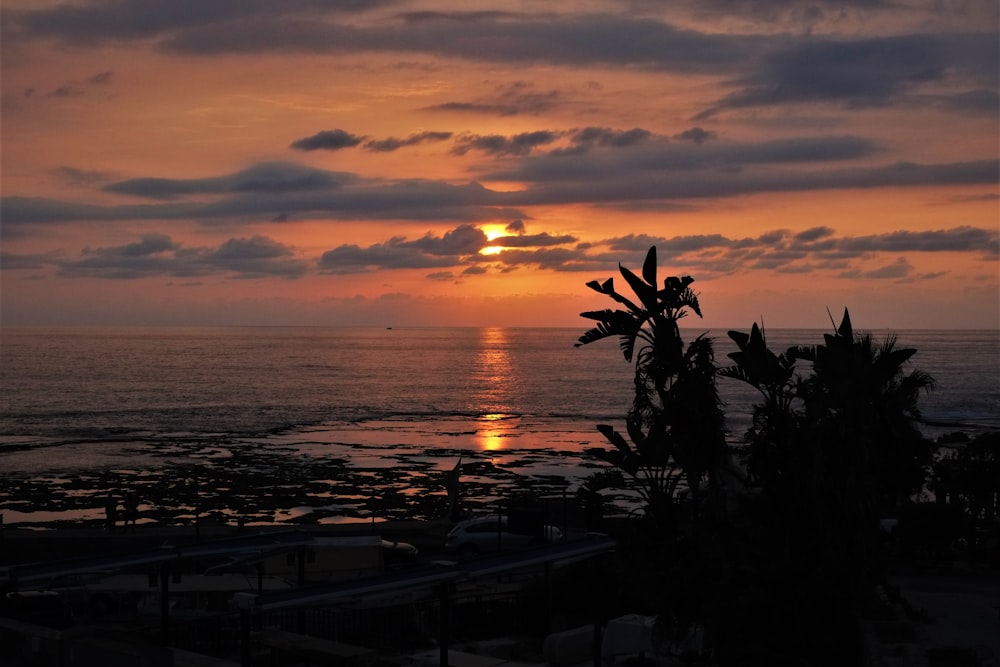 silhouette of palm trees near body of water during sunset